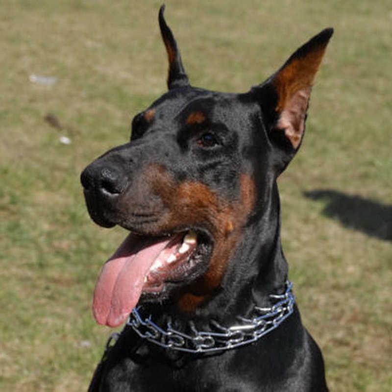 Строгий ошейник спренгер для добермана «Obedience training»